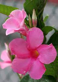 This variety thrives in shade and adds vertical interest. Mandevilla Houston Garden Center Comes In Pink Red White And Yellow Collage Flowers Beautiful Blooms Houston Garden