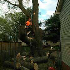 R&h tree service llc is your solution for gresham tree service. Robles Tree Service Llc Home Facebook