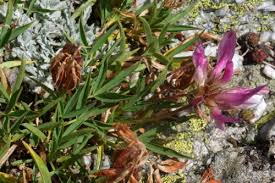 Image result for Trifolium wentzelianum