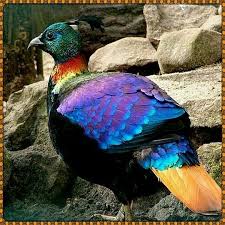 Colorful Bird With Big Feathers Colorful Big Bird Beautiful Birds Colorful Birds Bird Pictures