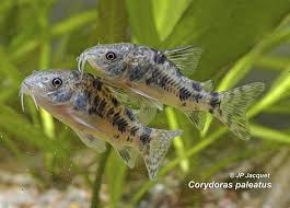 More images for how to tell the gender of a cory catfish » Pin On Aquarium Paradise