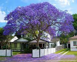 Jacarandá es un proyecto inmobiliario del grupo los portones del urubó, a través de la empresa constructora 126. Muda De Jacaranda Mimoso Roxo Feita De Semente Plantei