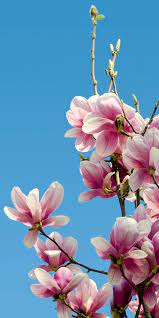 Yulan Magnolia Huawei Wallpapers Spring Wallpaper Magnolia Wallpaper