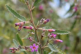 Image result for Melochia melissifolia