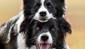 This club med outpost has a more elegant feel and larger rooms th. Pedigree Dogs Papua New Guinea Public Group Facebook