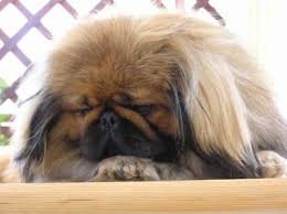 Ensavoir Plus Sur Les Pekinois Pekinois Old Dogs Dog Breeds Pekingese Puppies