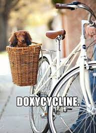 Doxycycline Funny Dachshund Veterinary Humor Dachshund