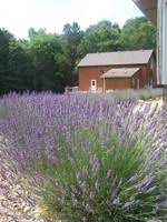 Large group pick your own discount. Pick Your Own Farms Virginia Is For Lovers