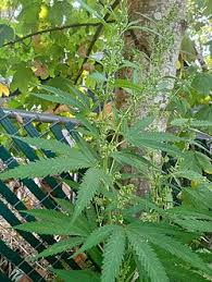 Image result for Cannabaceae