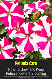 Petunia Care How To Grow And Keep Petunia Flowers Blooming Petunia Flower Petunia Plant Petunia Care