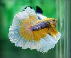 Mustard Gas Dragon Halfmoon Betta Fish Types Betta Fish Betta