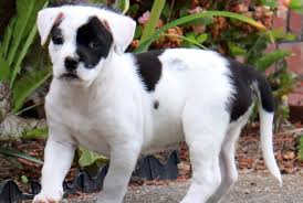 Saving heartworm positive dogs one day at a time. Pet Of The Week Regal Ryder Reston Now