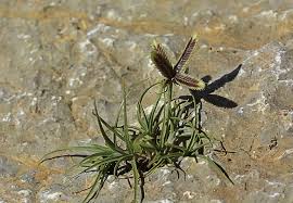 Image result for Pycreus