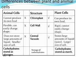 Check spelling or type a new query. Ppt 2 3 Eukaryotic Cells Powerpoint Presentation Free Download Id 1928631