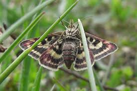Image result for Pyrausta ostrinalis