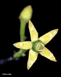 Image result for Hippocratea