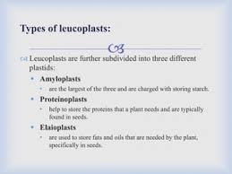 Cell - Components Of Cell | Chloroplasts And Other Plastids