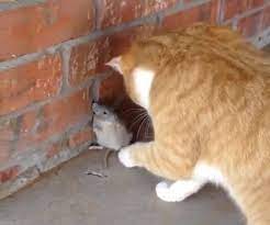 Cat Vs Rat Funny Video Monkeys Funny Funny Dog Memes Cats