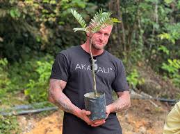 Image result for Fadogia cienkowskii