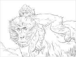This also helps them to upgrade their … Printable Realistic Baboon Moms And Baby Coloring Pages Coloringbay
