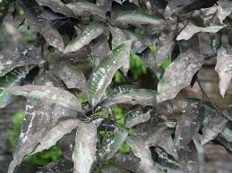 うどんこ病に効果的な重曹や農薬 酢を使った治療法まとめ Horti ホルティ By Greensnap