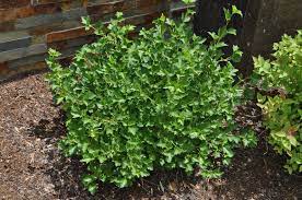 Ribes (currant) alpinum 'green mound' (green mound dwarf alpine currant) dense, compact form with good resistance to leaf disease. Green Mound Alpine Currant
