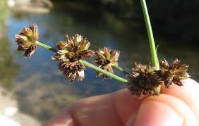 Image result for Juncus punctorius