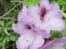 Image result for Rhododendron