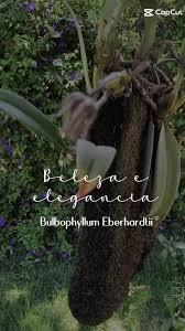 Image result for Bulbophyllum fuscum