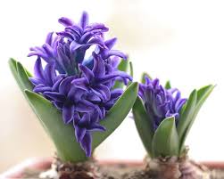 Maybe you would like to learn more about one of these? Top 5 Flowers For Alkaline Soil Yates Gardening