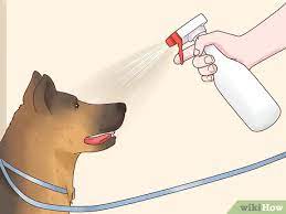 How To Get A Dog To Stop Eating Dirt With Pictures Wikihow