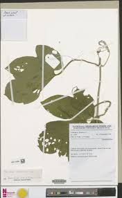 Image result for Bambekea