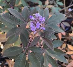 Image result for Vitex obovata