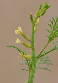 Image result for Carrichtera annua