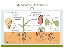 Fuckyeahplants Plant Science Seed Structure Biology Plants