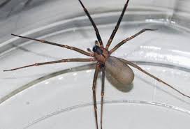How aggressive are black widows? Spider Bites Black Widow Vs Brown Recluse First Aid