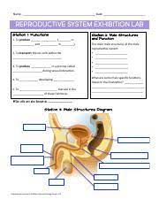 Reproductive System Exhibition Stations Answer Sheet Reproductive System Exhibition Stations 1 Pd Erik Jose Name Date Reproductive System Course Hero