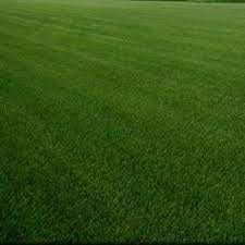 We did not find results for: Spf 30 Hybrid Kentucky Bluegrass Seed