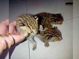 Atau silahkan cari barang lainnya. Jual Kucing Hutan Blacan Macan Rembah Youtube