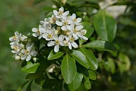 'sundance' mexican orange blossom is an evergreen, compact shrub with white, fragrant flowers borne in late spring, and again in late summer and autumn. Choisya Ternata Wikipedia