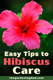 Ultimate Guide To Hibiscus Care Indoors The Gardening Dad Hibiscus Plant Hibiscus Day Lilies