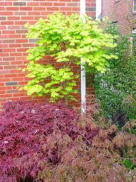 Acer Shirasawanum Aureum Golden Full Moon Japanese Maple Center Acer Palmatum Shaina Shaina Japanese Maple Left Acer Palmatum Dissectum Baldsmit Japanese Maple Tree Acer Palmatum Japanese Maple