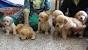 Puppy Golden Retriever Price