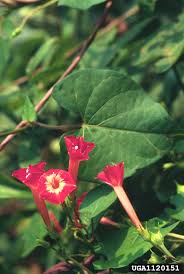 Image result for Ipomoea sinensis