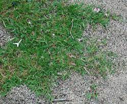 Another thing you need to do when deciding if and how to grow bermuda grass is to test the soil. Bermuda Grass Plant Britannica