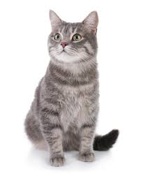 Gray tabby cat art canvas print starry night ready to hang wall decor artwork display by aja animal home tiger grey kitty sleeping sagittariusgallery 5 out of 5 stars (5,051) sale price $34.00 $ 34.00 $ 40.00 original price $40.00 (15% off. Portrait Gray Tabby Cat On White Grey Tabby Cats Tabby Cat White Tabby Cat