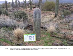 They're quite protected by various laws and live to be hundreds of years old. Asla 2012 Professional Awards Ironwood And Saguaro Transplant Studies