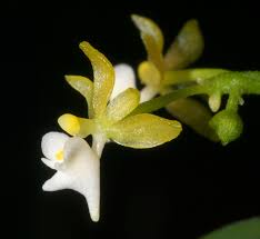 Image result for Ozoroa nitida