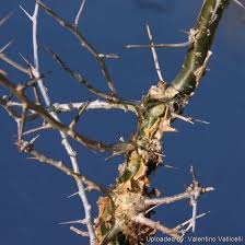 Image result for Commiphora caerulea