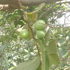 Image result for Balthasaria